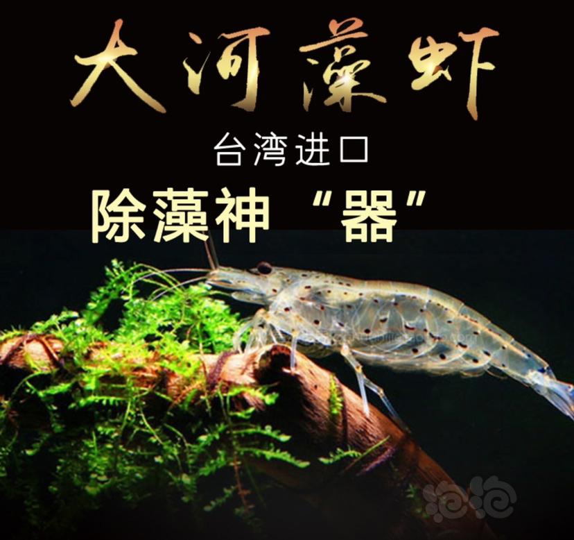 ⭐️买大河藻虾送黑壳虾⭐️-图1