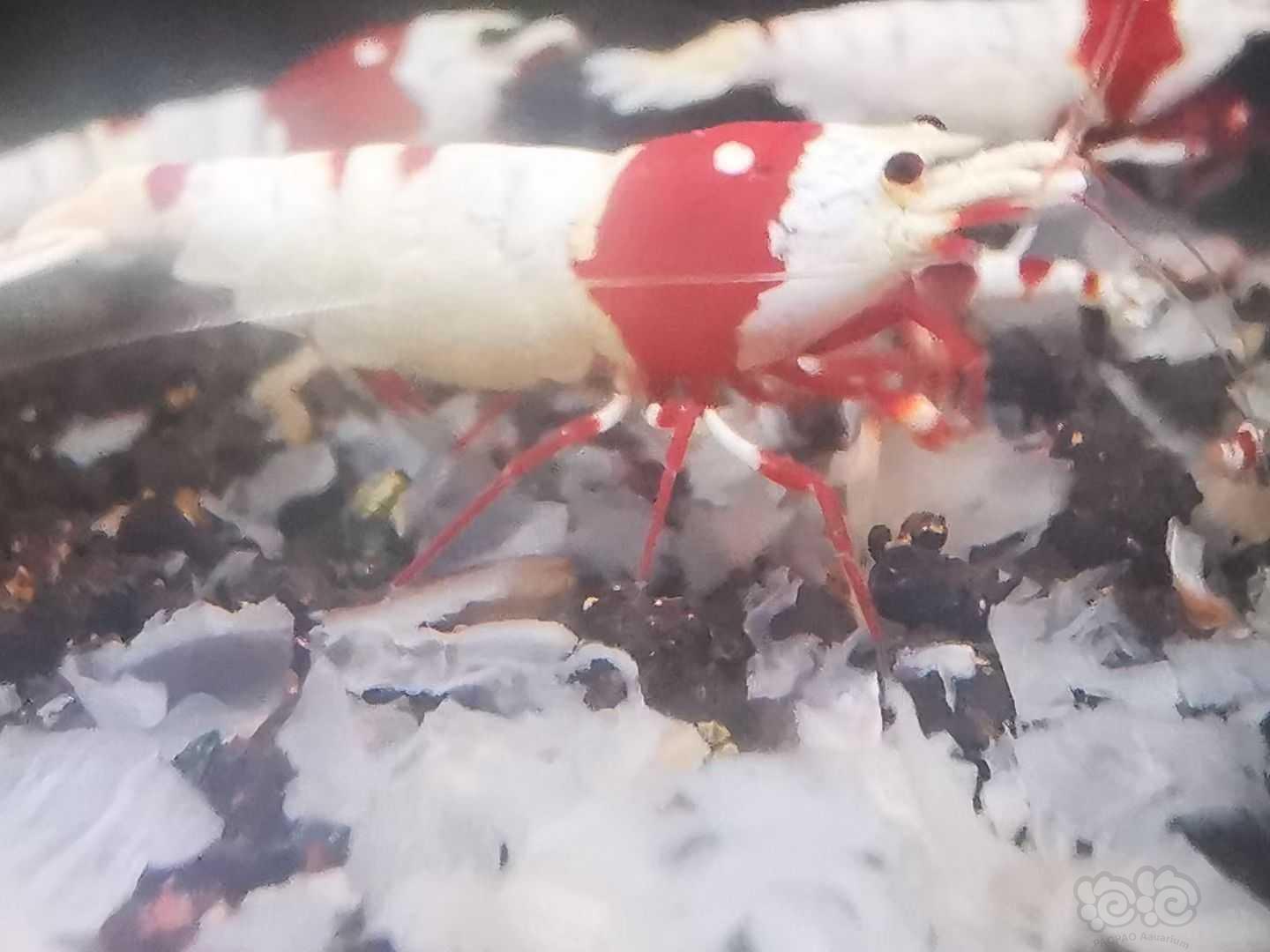 【水晶虾】出红爪系统红白。-图5