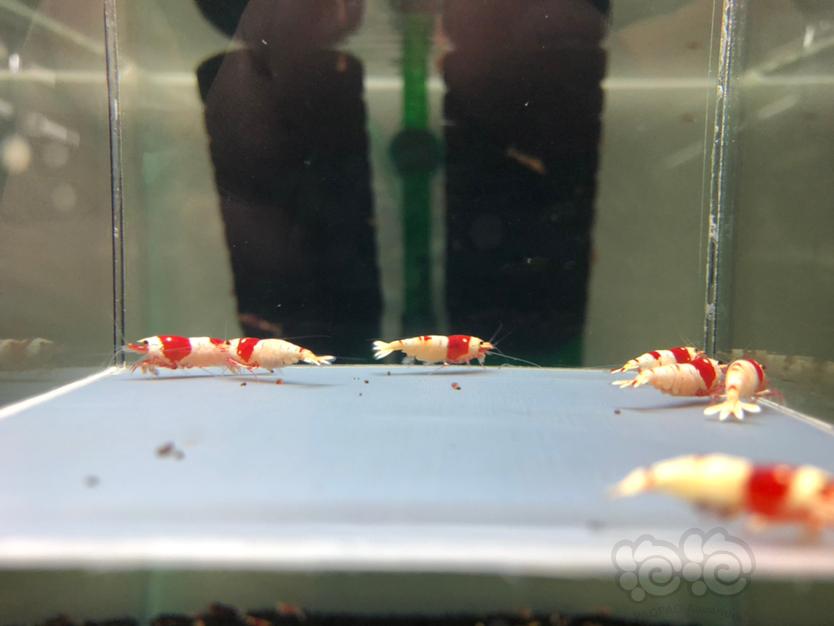 【虾】2022-6-21#RMB红白水晶母虾一份10只。-图4