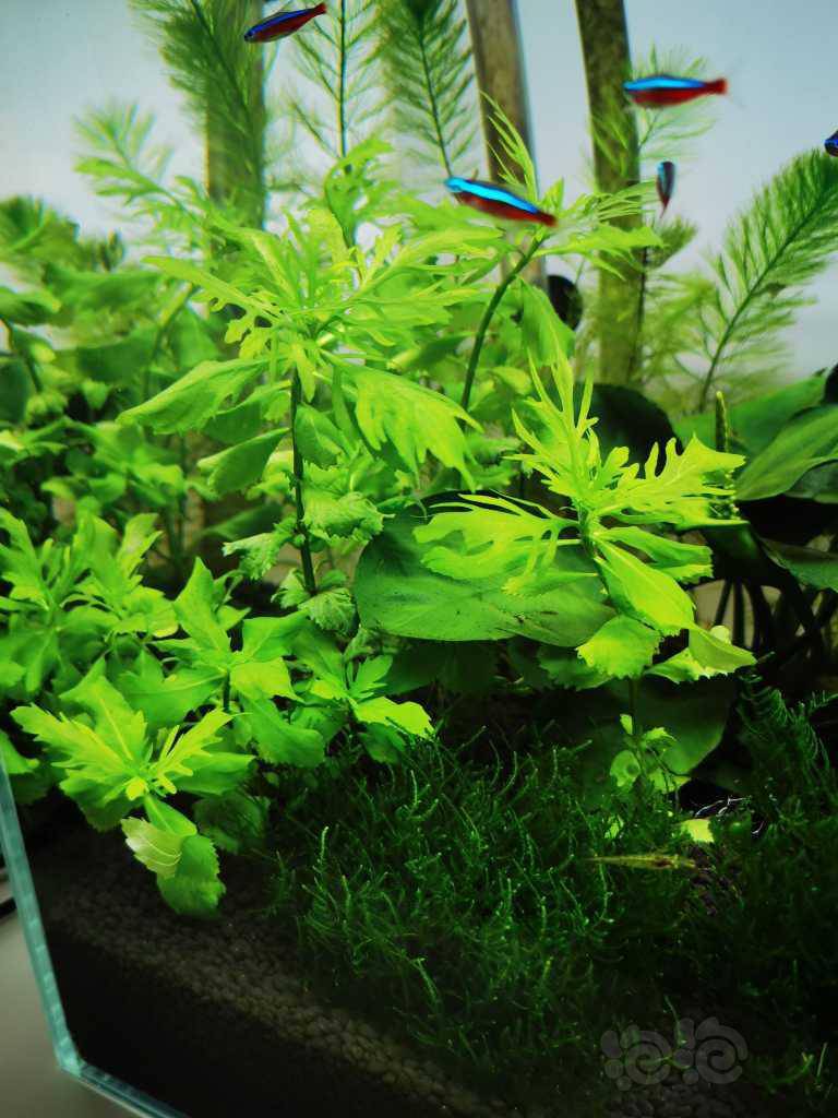 这水草是变异了 泡泡水族