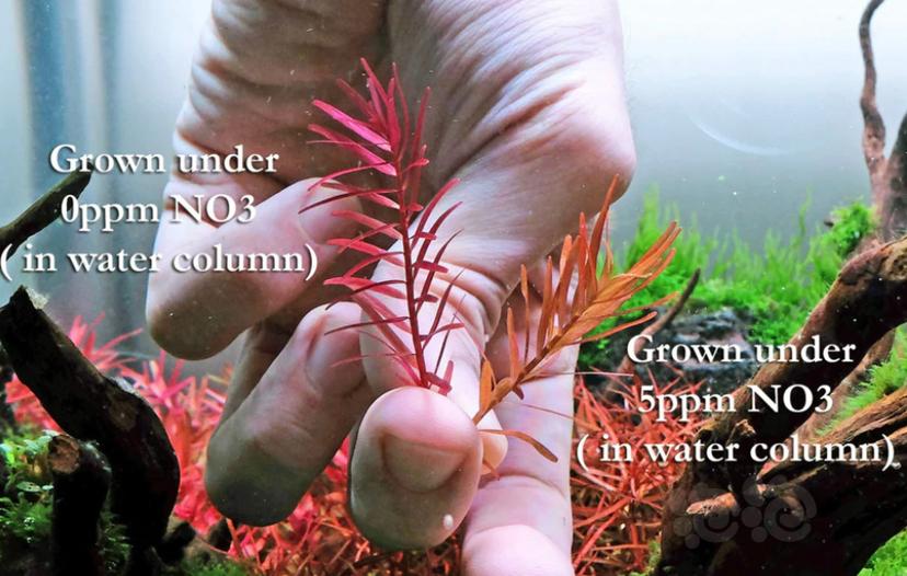 氮对水草发色和形态的影响 泡泡水族