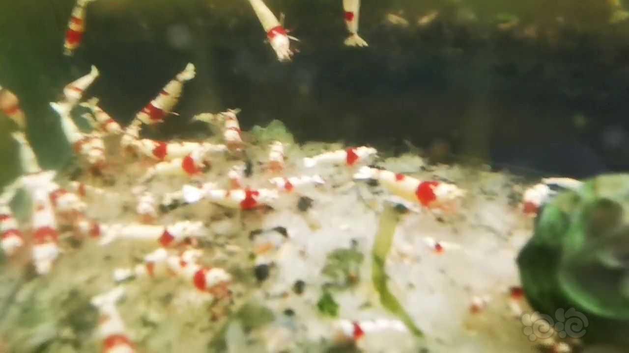 【水晶虾】出红爪系统红白。-图6