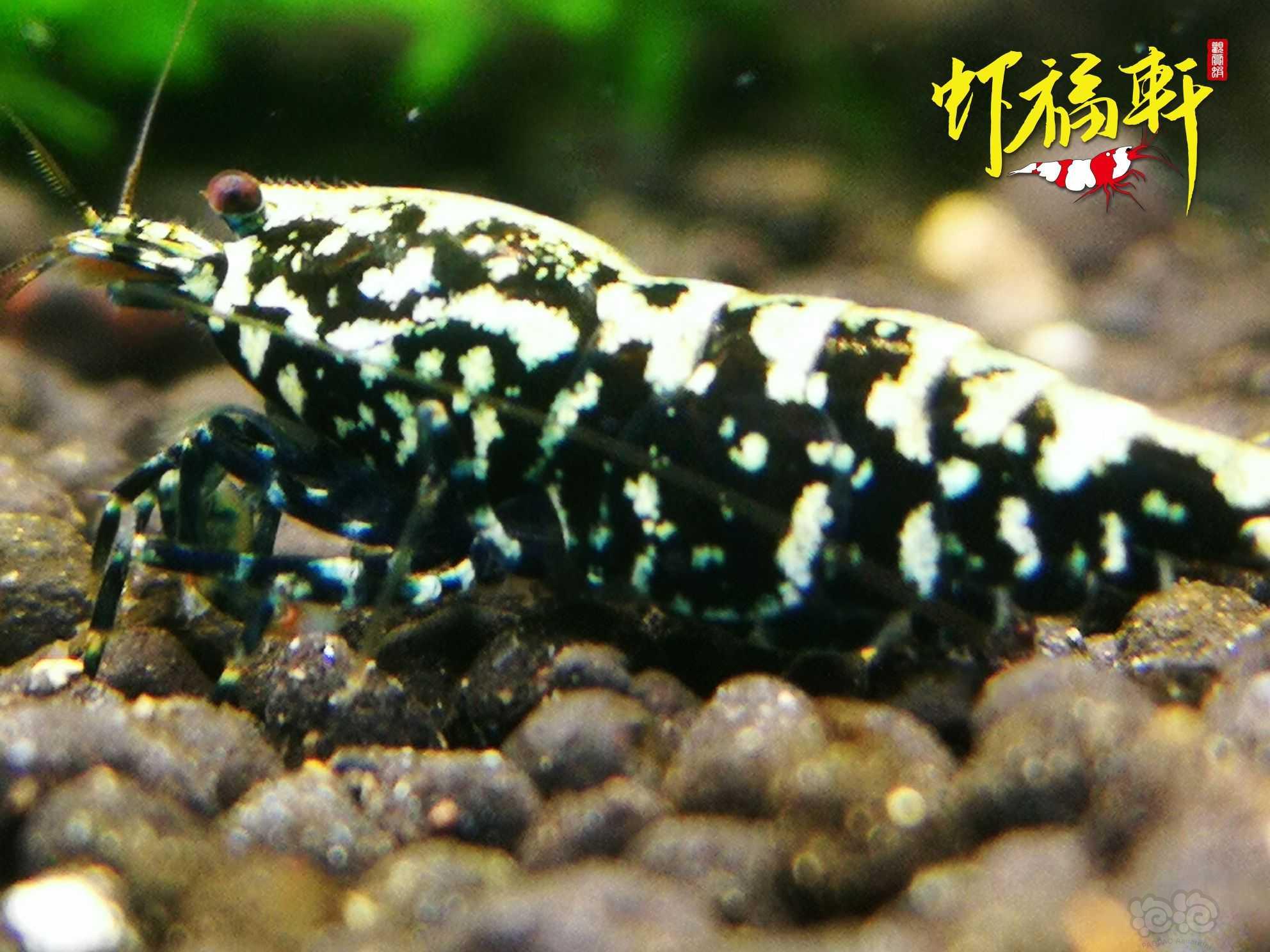 【虾】2022-06-22#RMB拍卖#银河雪花母1只-图2