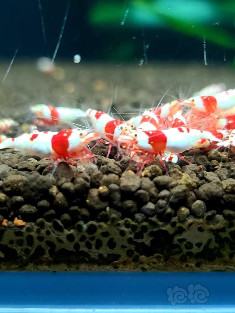 【水晶虾】出点红白苗子-图3