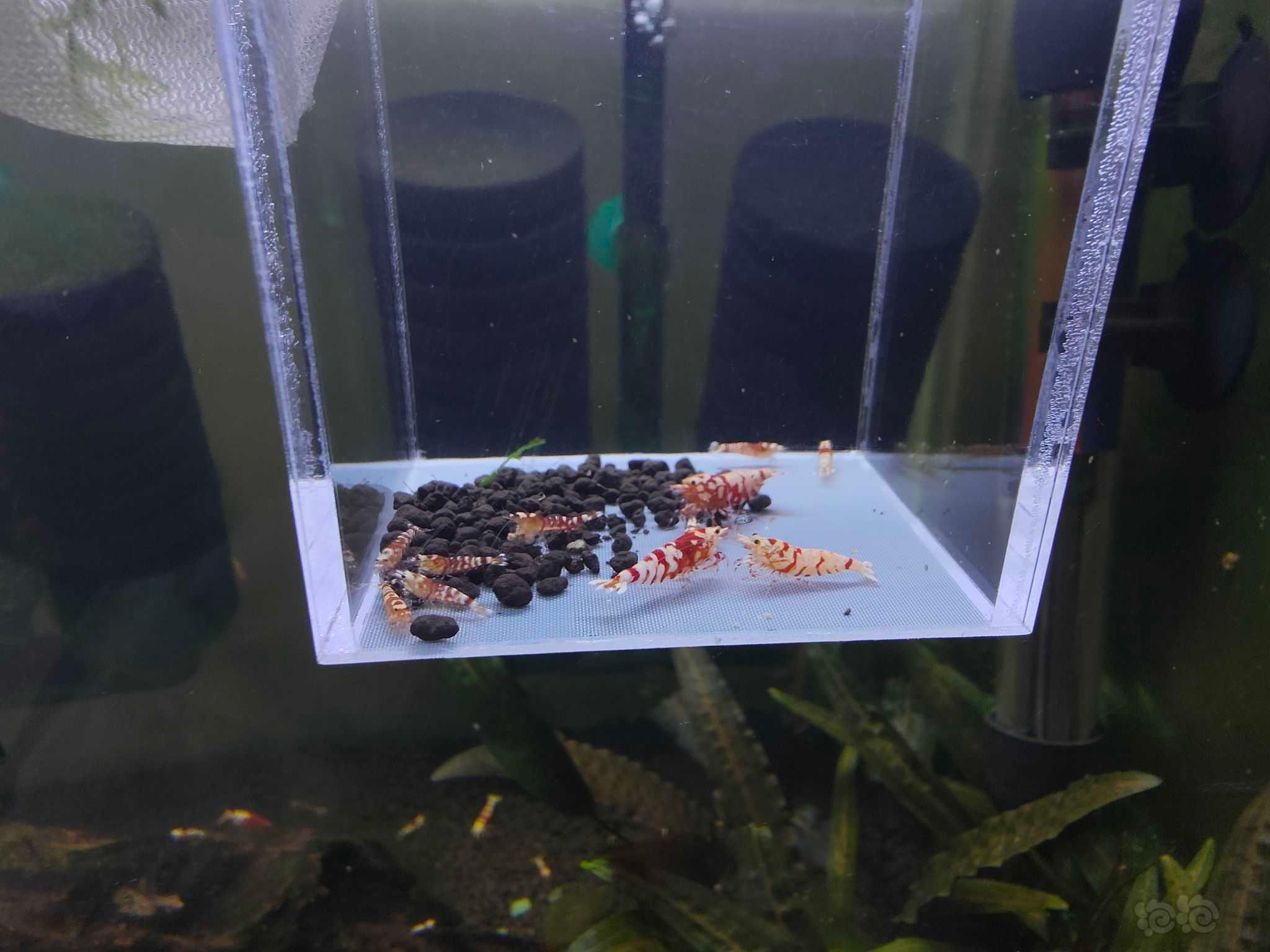 【水晶虾】出售红花虎-图2