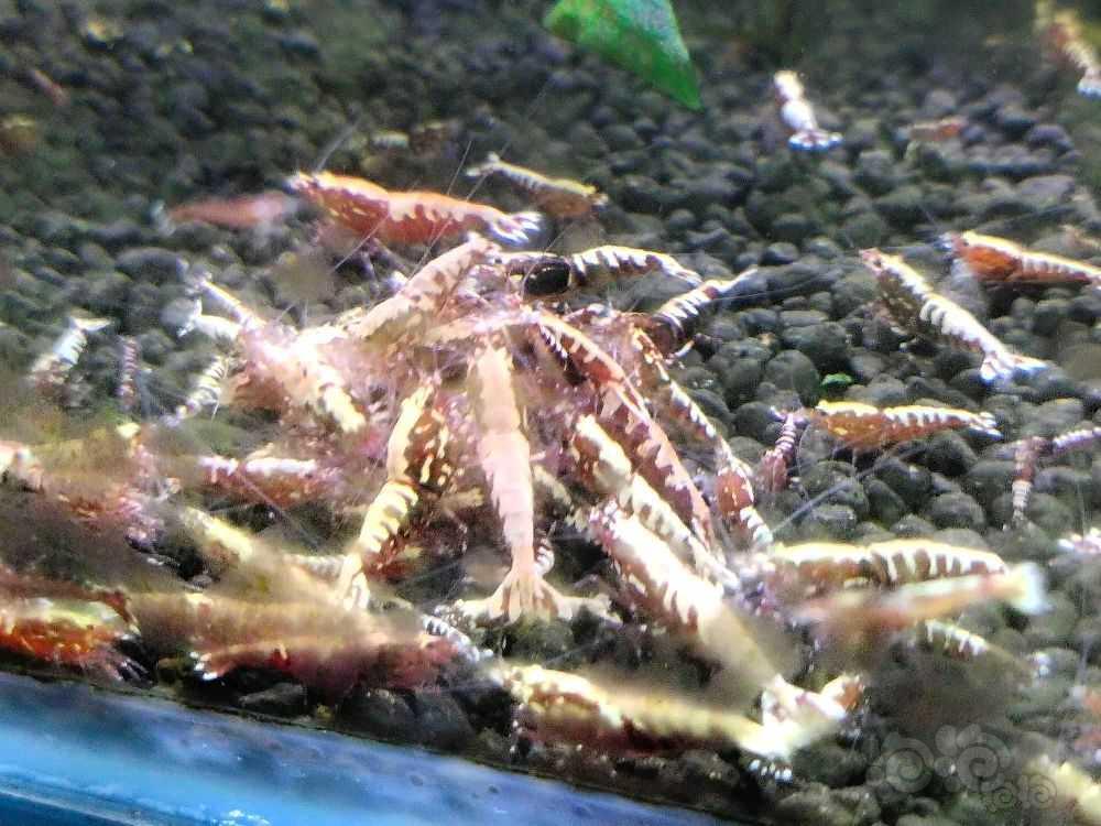 【水晶虾】出售红银河水晶虾-图4