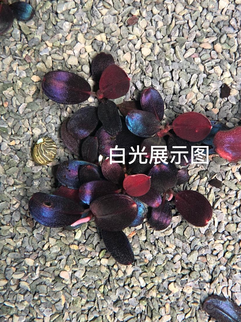 【水草】2022-6-7#RMB拍卖#精品圆叶-图6