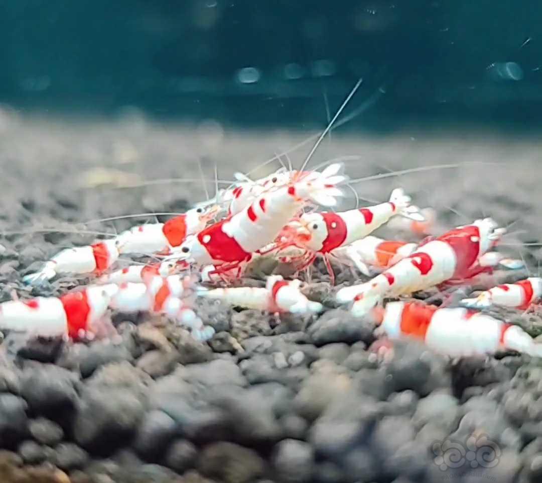【水晶虾】出一批红白纯血苗子-图1