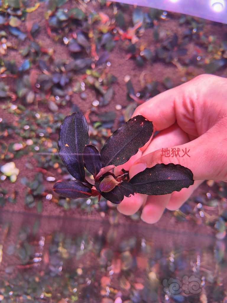 【辣椒榕】出一组辣椒榕和一颗黑天使爆芽繁殖茎-图1