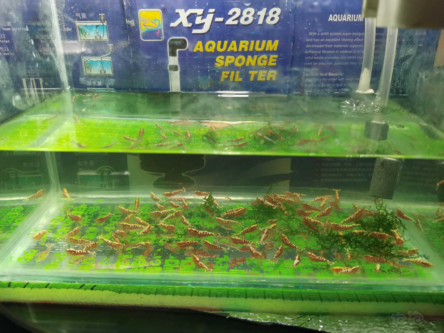 【出售】出售红银河水晶虾150只650元-图6