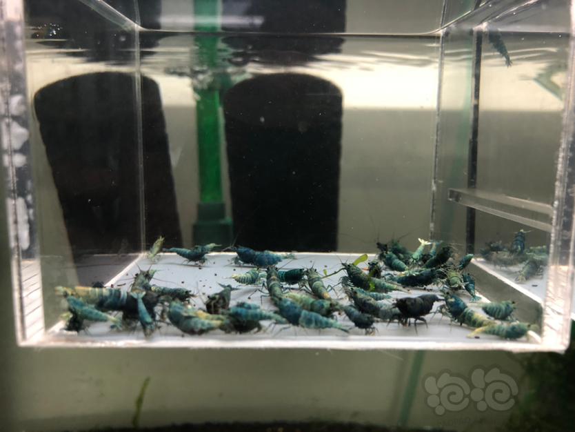 【水晶虾】打包出售一缸蓝面金刚-图1