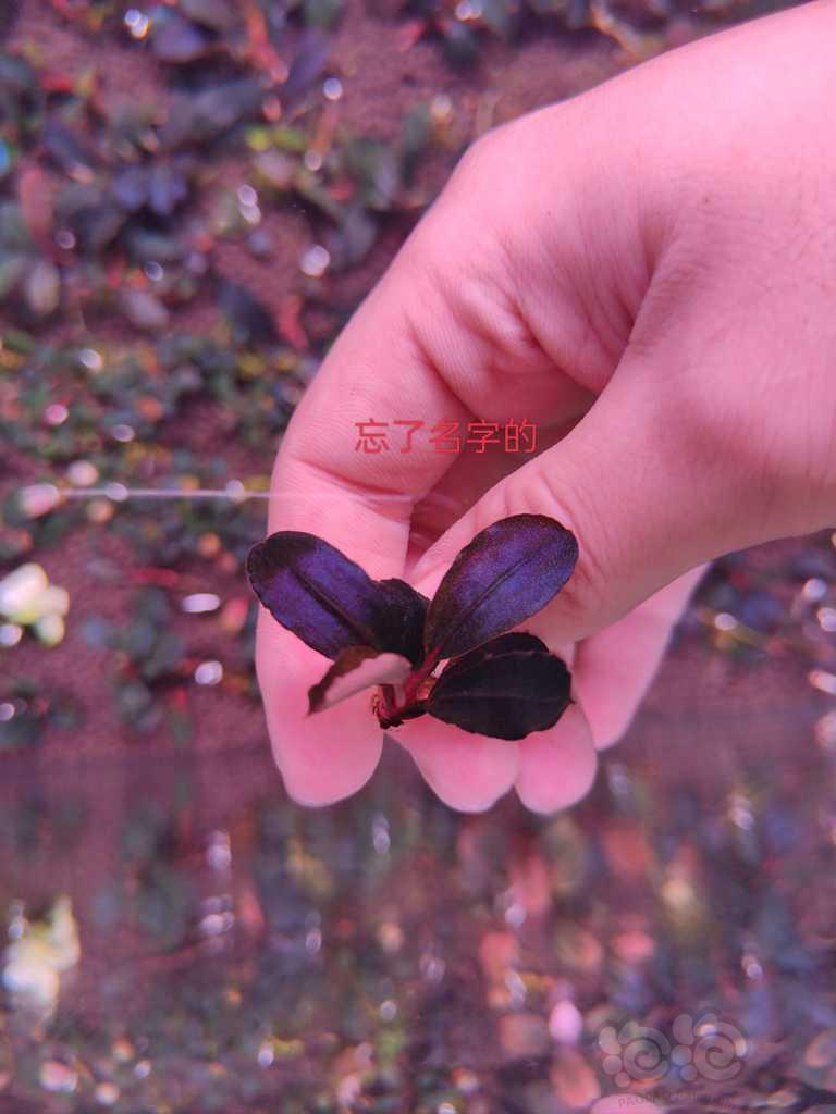 【辣椒榕】出一组辣椒榕和一颗黑天使爆芽繁殖茎-图8
