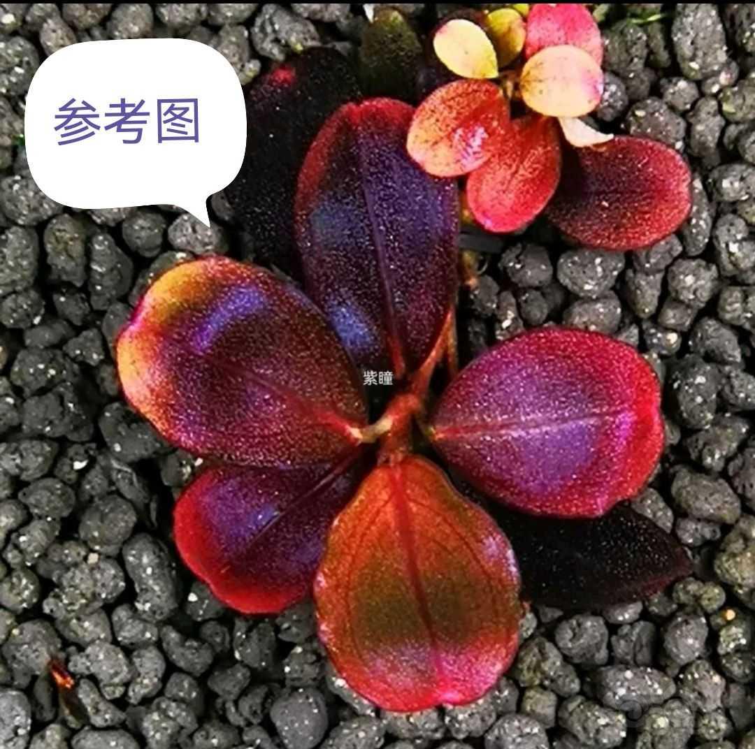 【水草】2022-06-02#RMB拍卖#紫瞳-图4