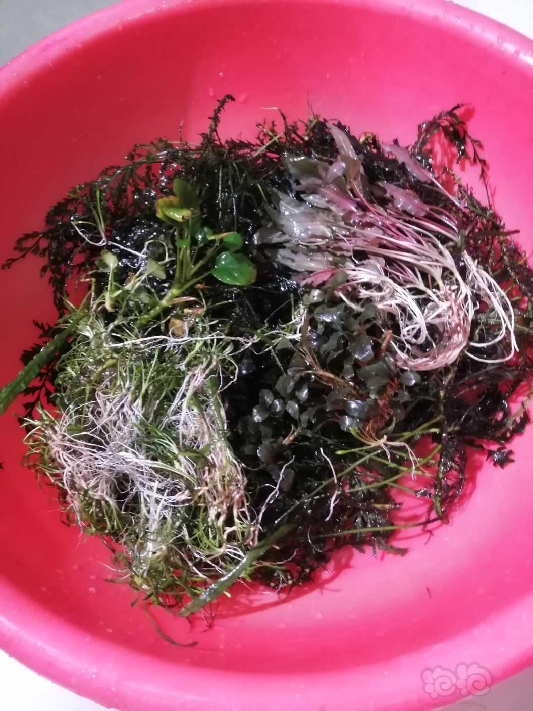 翻鱼缸，出水草有点藻，黑幕厥，水榕，迷你椒草，火烈鸟等-图2