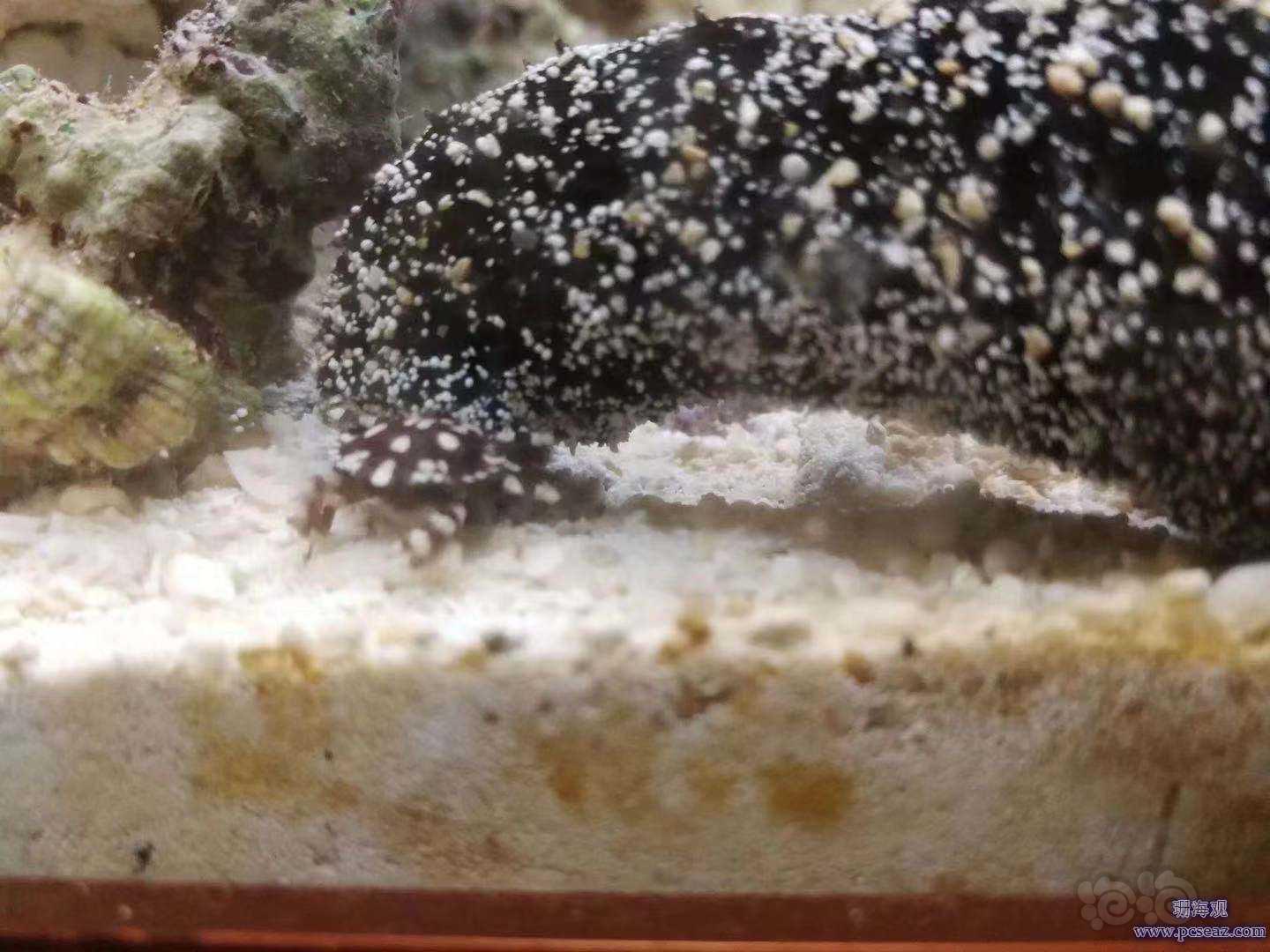 发现一种海参共生蟹-图3