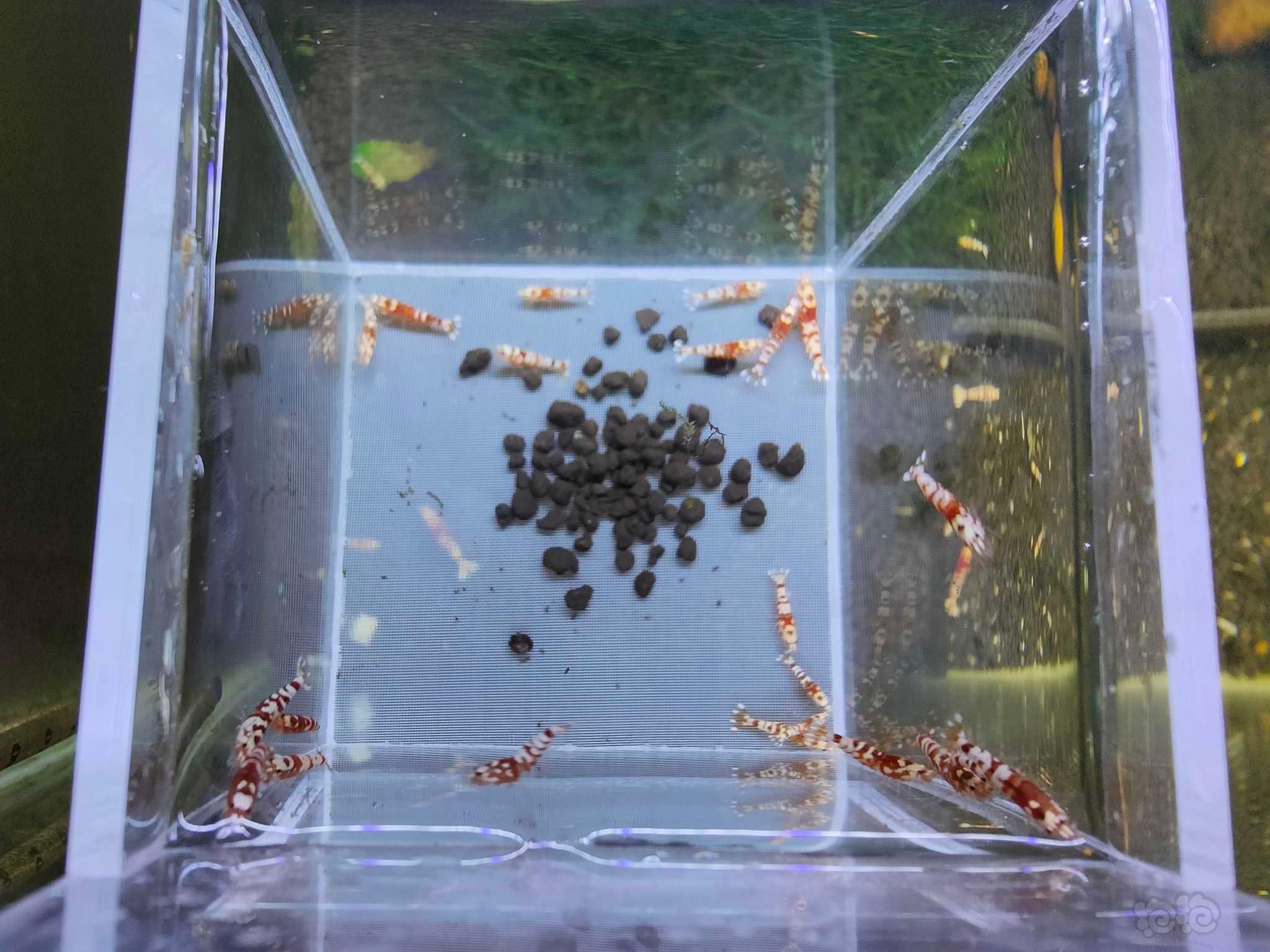 【水晶虾】出售红花虎苗20只（0.6～0.8）-图4