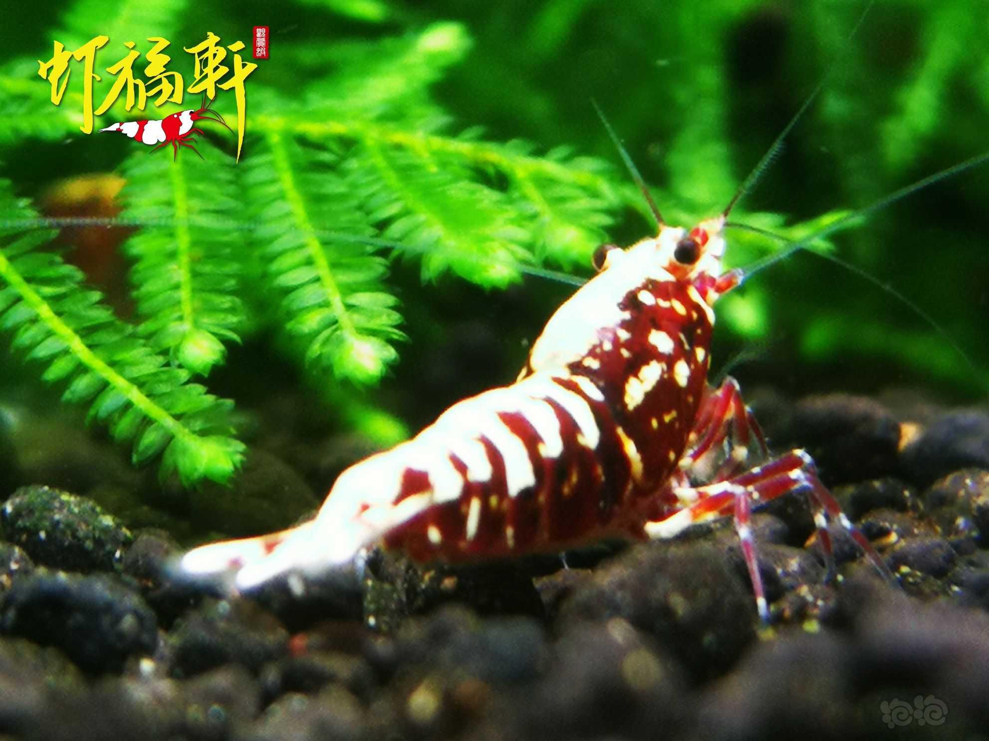【虾】2022-06-09#RMB拍卖#红银河星钻5只-图1
