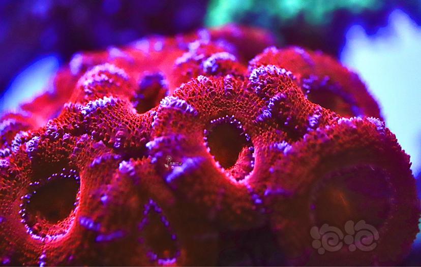 美丽的红色脑珊瑚-图2