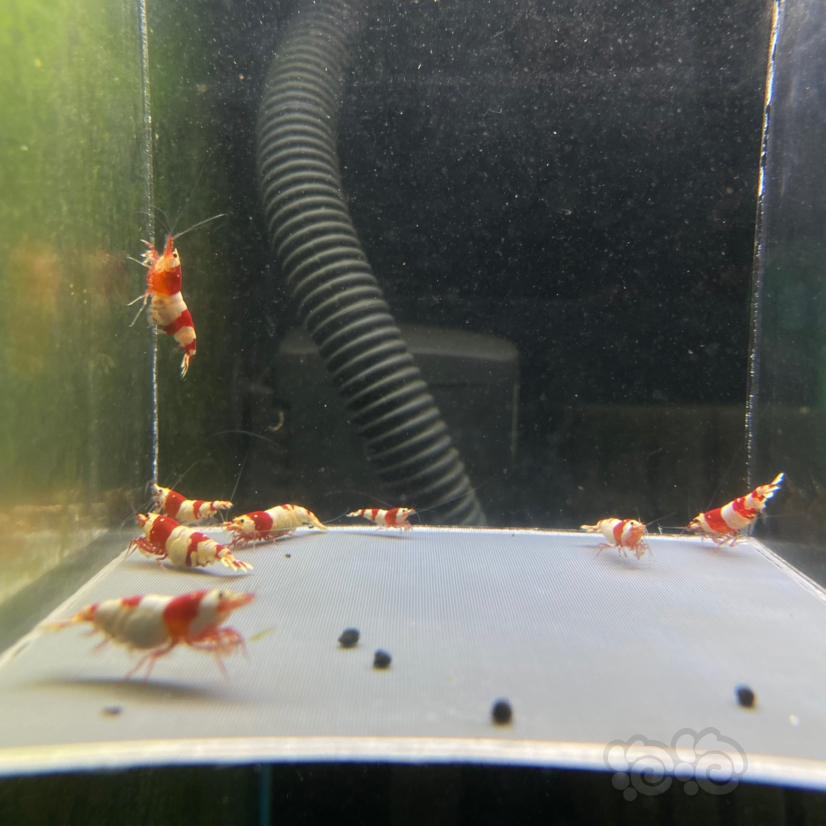 【水晶虾】红白水晶虾繁殖组八只-图2