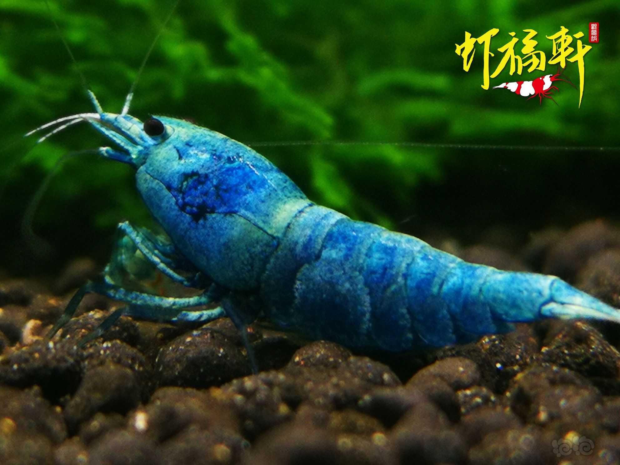 【虾】2022-06-27#RMB拍卖#蓝金刚新成4只-图3