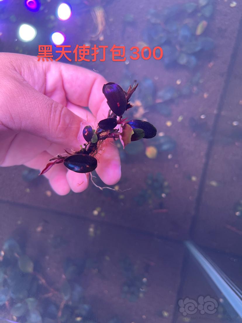 【辣椒榕】数码海160 黑天使 13玄武海-图5