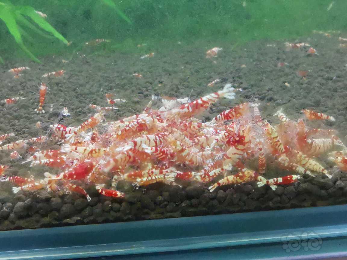 【水晶虾】本月最后一笔交易贴，清一缸红花虎～-图1