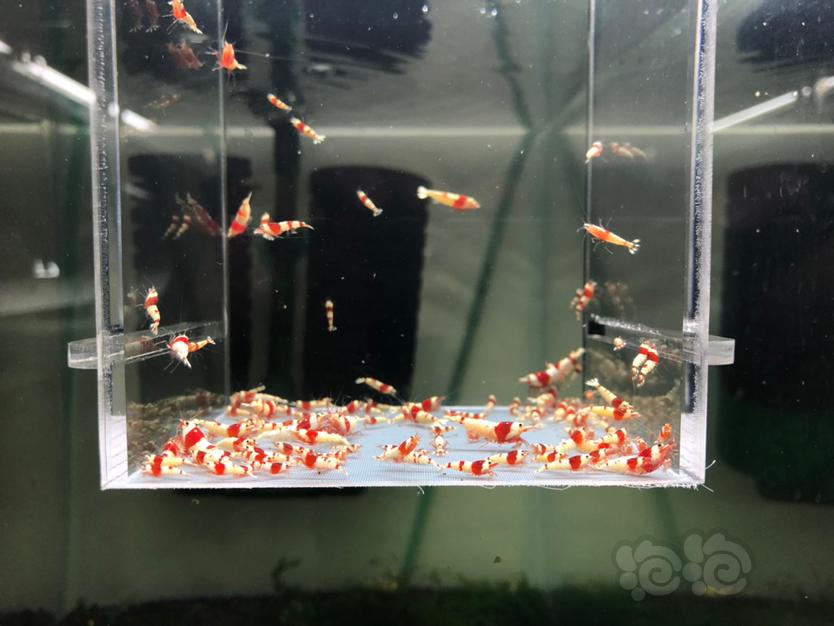 【水晶虾】出售纯血红白苗子-图4