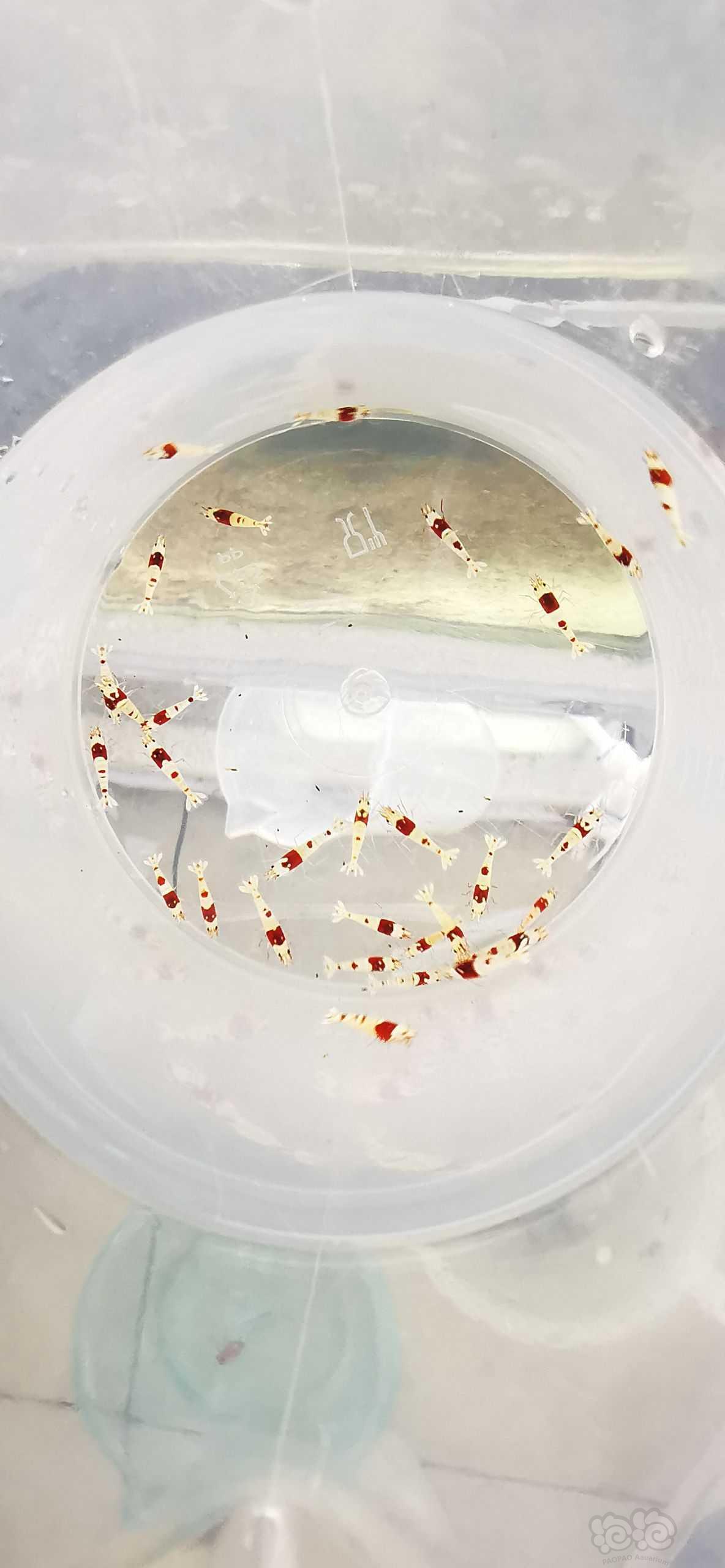 【虾】2022-6-2#RMB拍卖红白纯血丸禁一份30只-图1