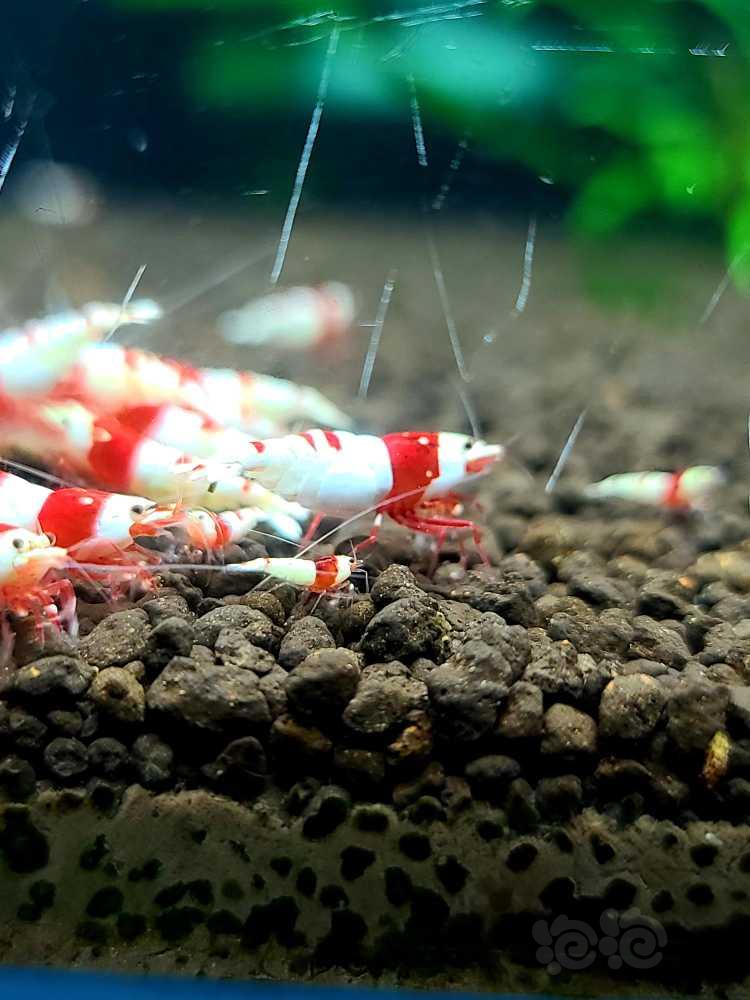 【水晶虾】出点红白苗子-图2