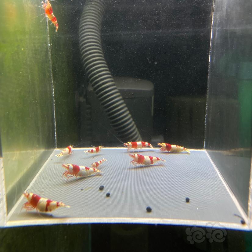 【水晶虾】红白水晶虾繁殖组八只-图3