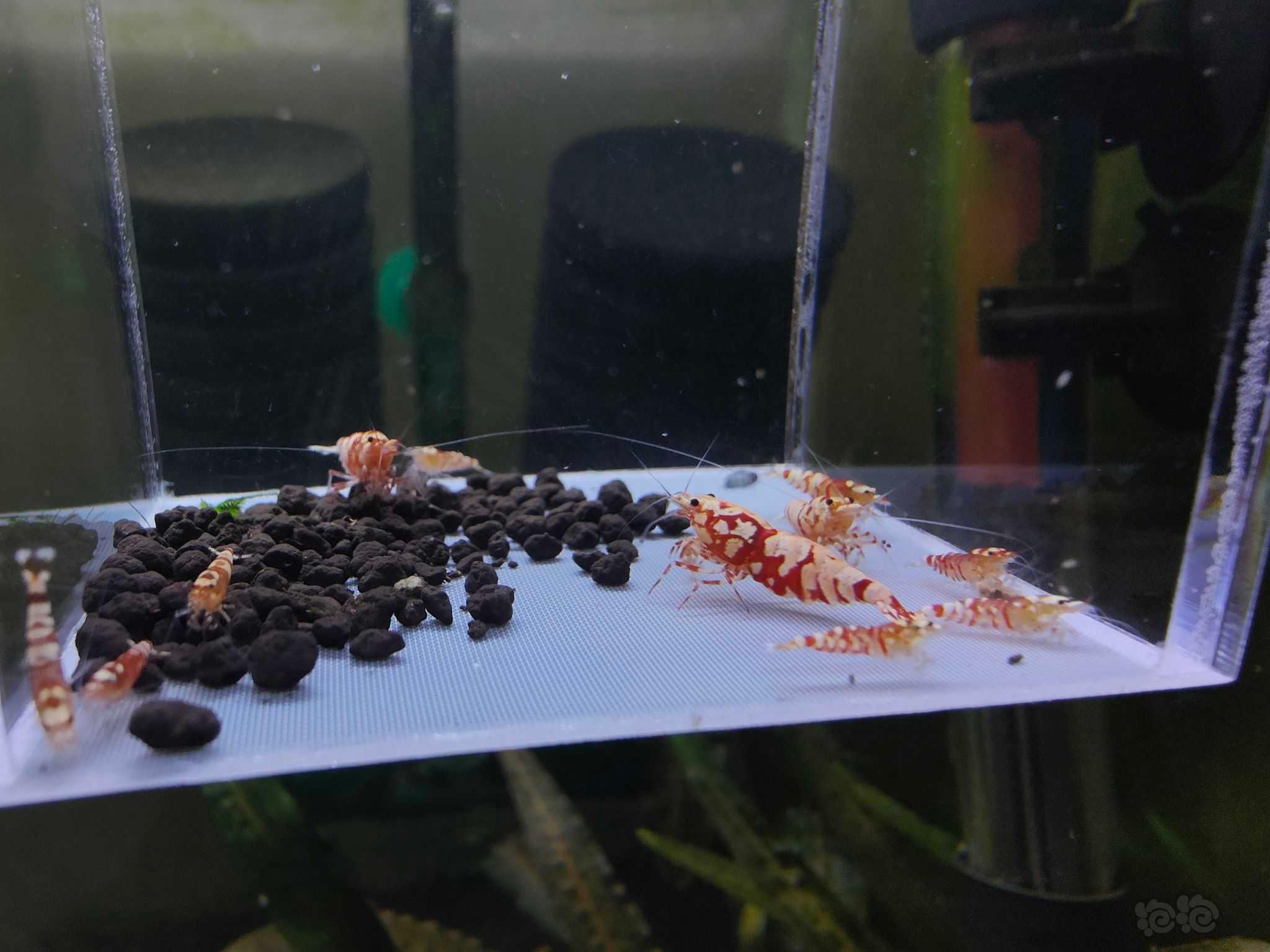 【水晶虾】出售红花虎繁殖组-图2