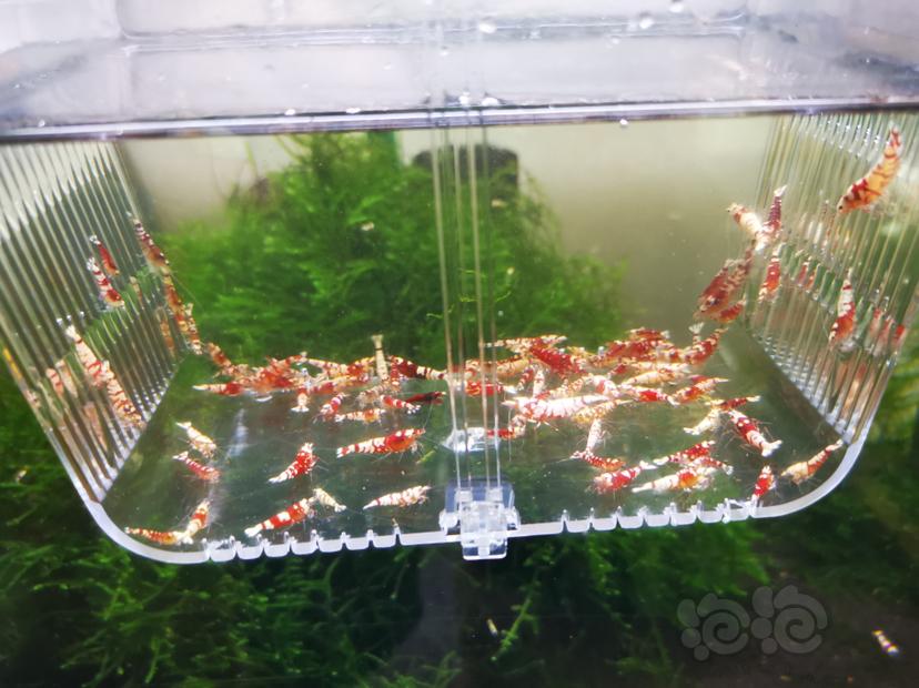 【虾】2022-06-24#RMB拍卖各种淘汰虾一组100只-图4
