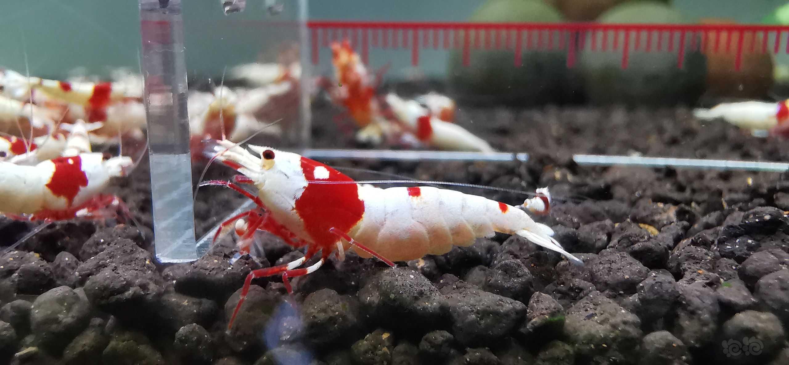 【虾】2022-6-16#RMB拍卖#红白水晶虾繁殖组一份3只：-图5
