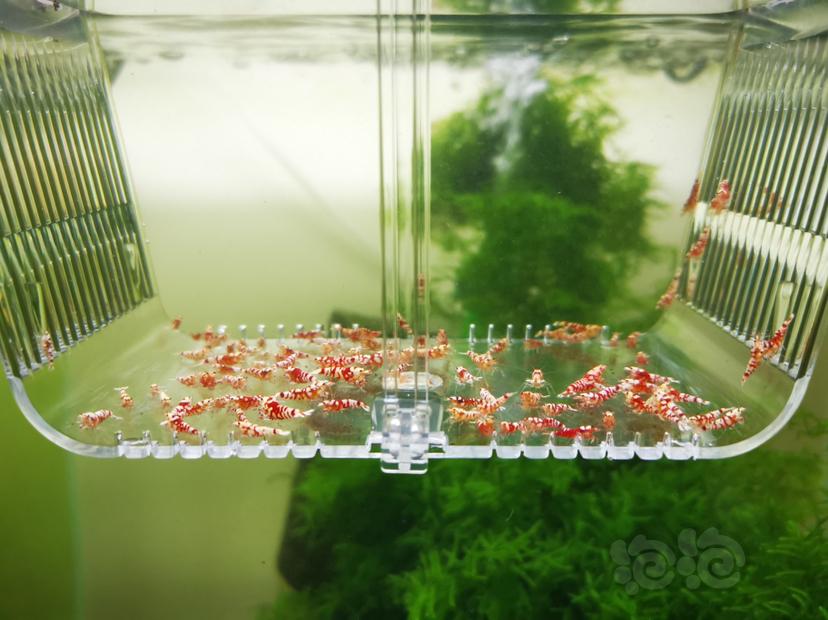 【虾】2022-06-11#RMB拍卖淘汰红花虎幼虾一组100只-图2