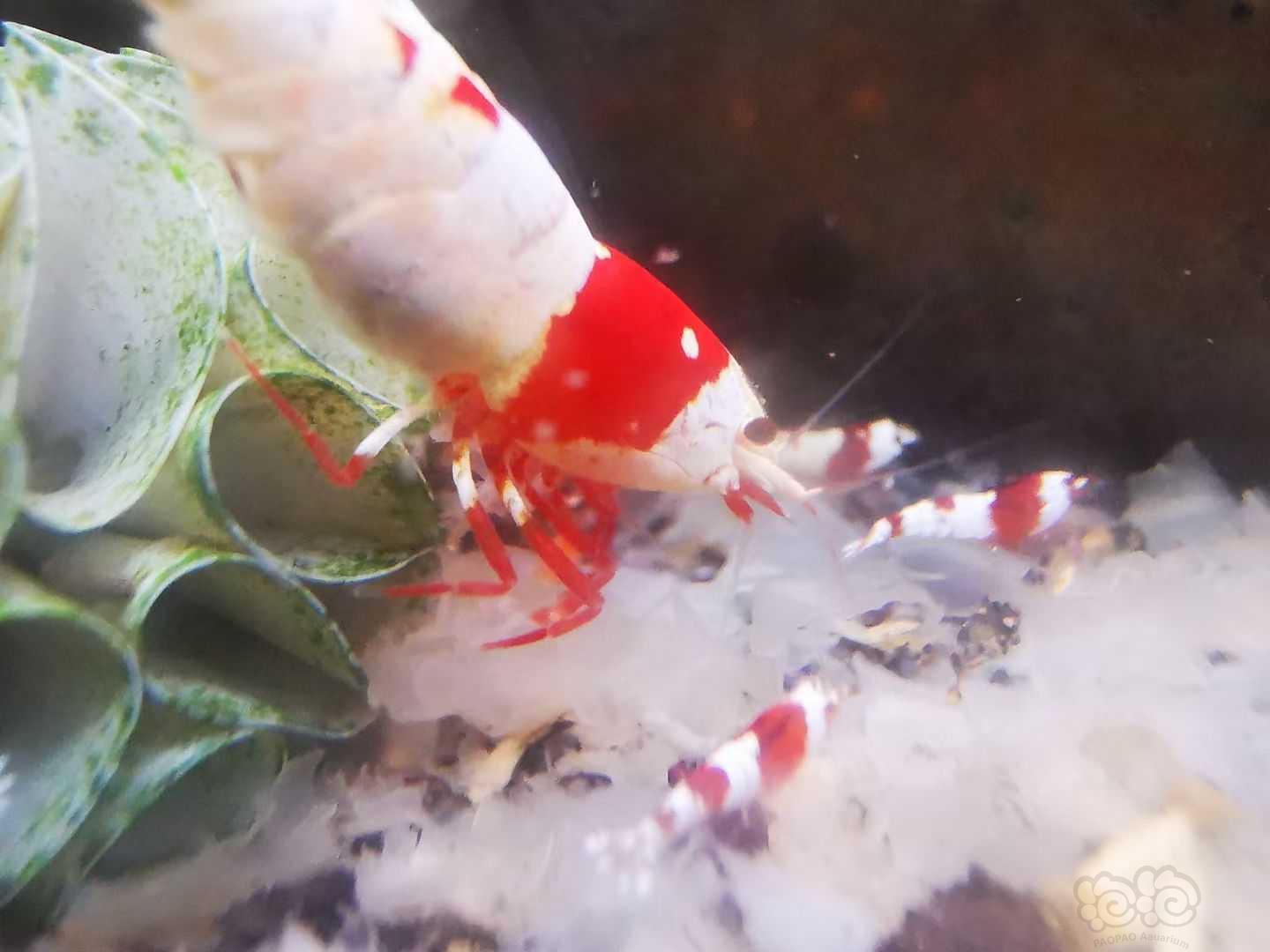 【水晶虾】出红爪系统红白。-图3