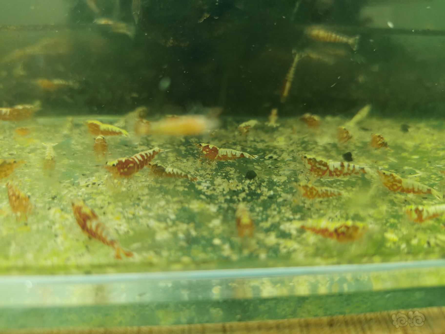 【水晶虾】出淘汰红银河水晶虾4元一只-图4