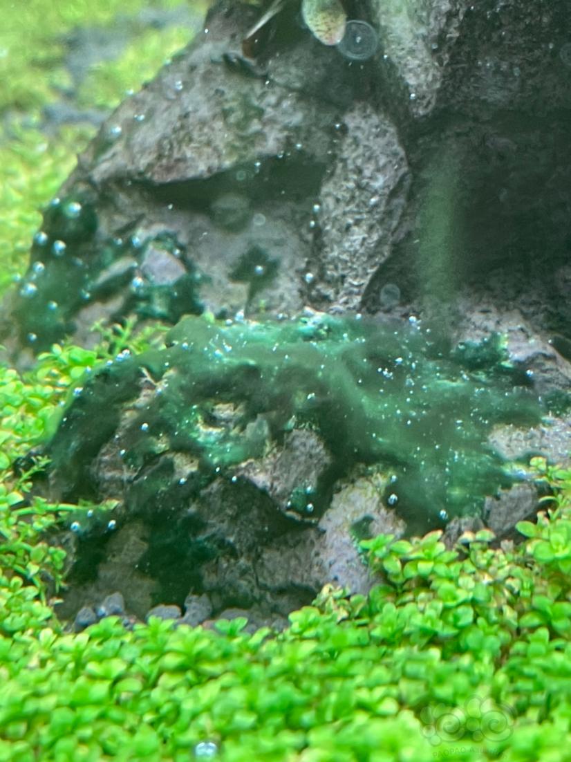 这是个什么藻？-图1