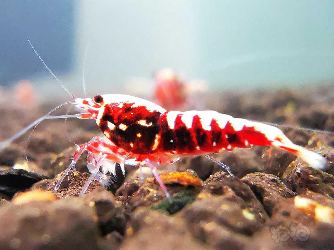 【虾】2022-06-21#RMB拍卖#红银河水晶虾8只-图4