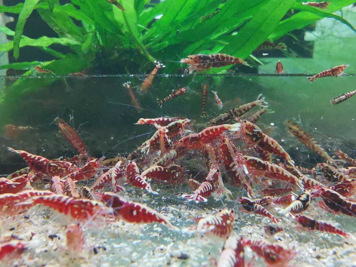 【水晶虾】哈尔滨清缸出黑银河，红银河种虾，虾苗～-图8