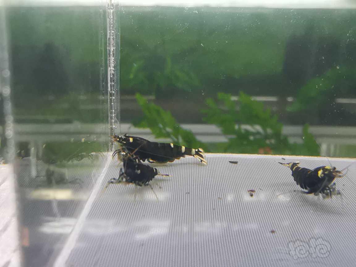 【虾】2022-06-08#RMB拍卖金属紫五公五母，四母抱蛋-图1