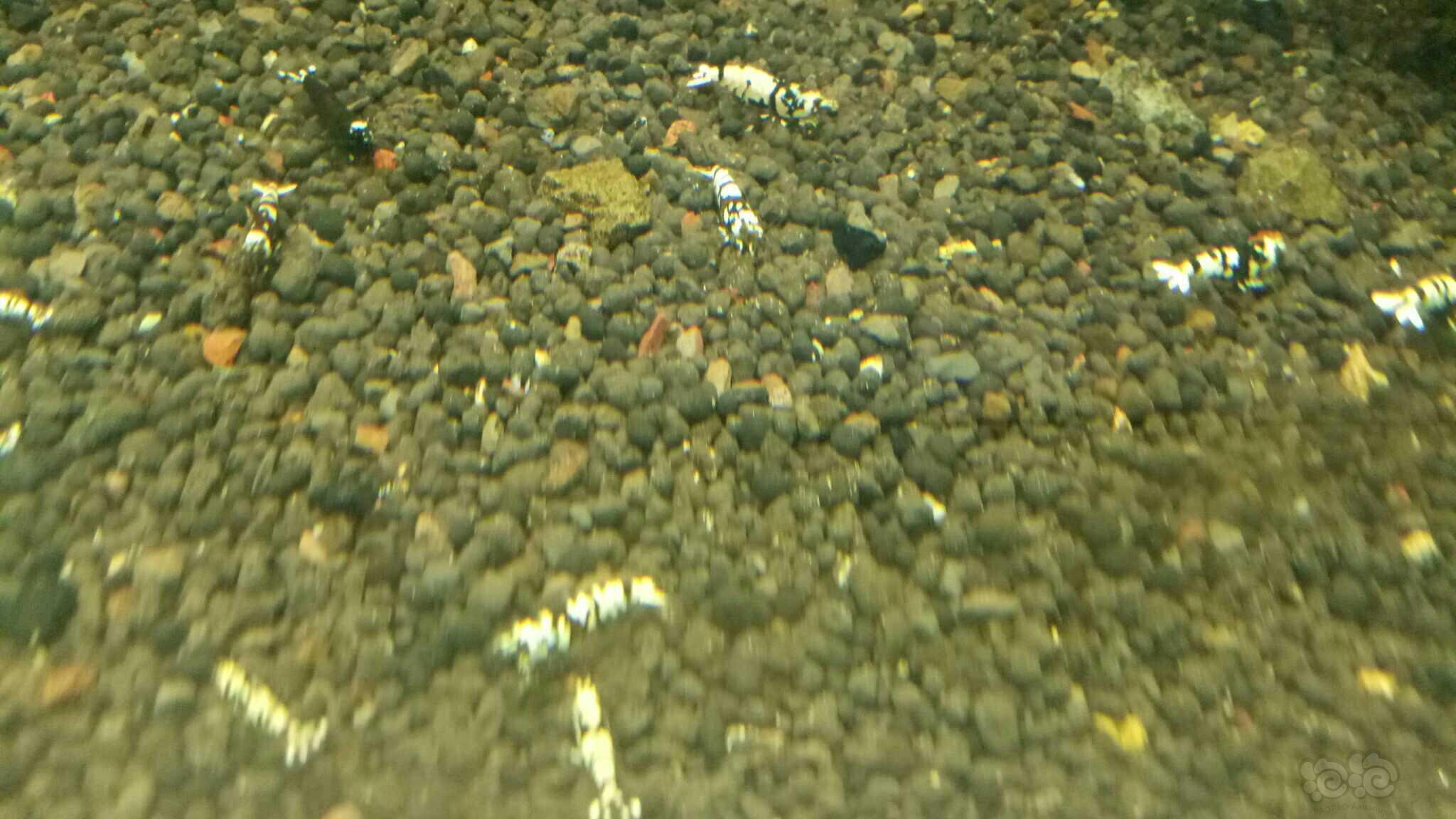 【水晶虾】自己养了多年的水晶虾-图4