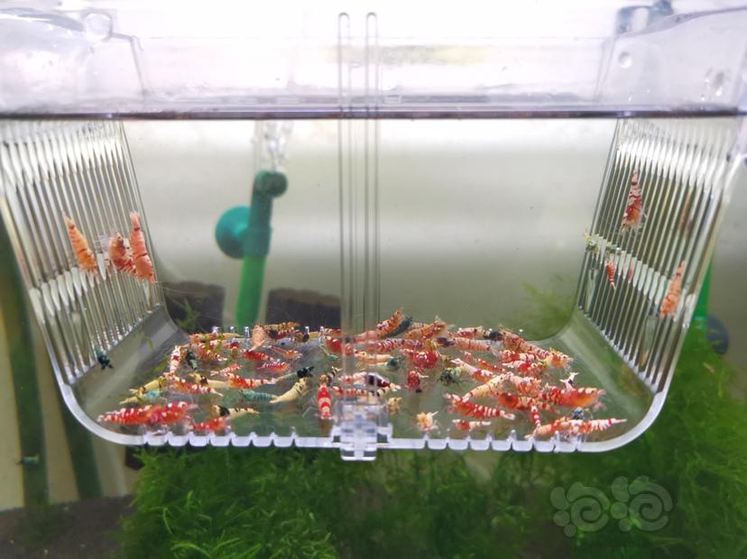 【虾】2022-06-14#RMB拍卖各种淘汰虾一组100只-图1