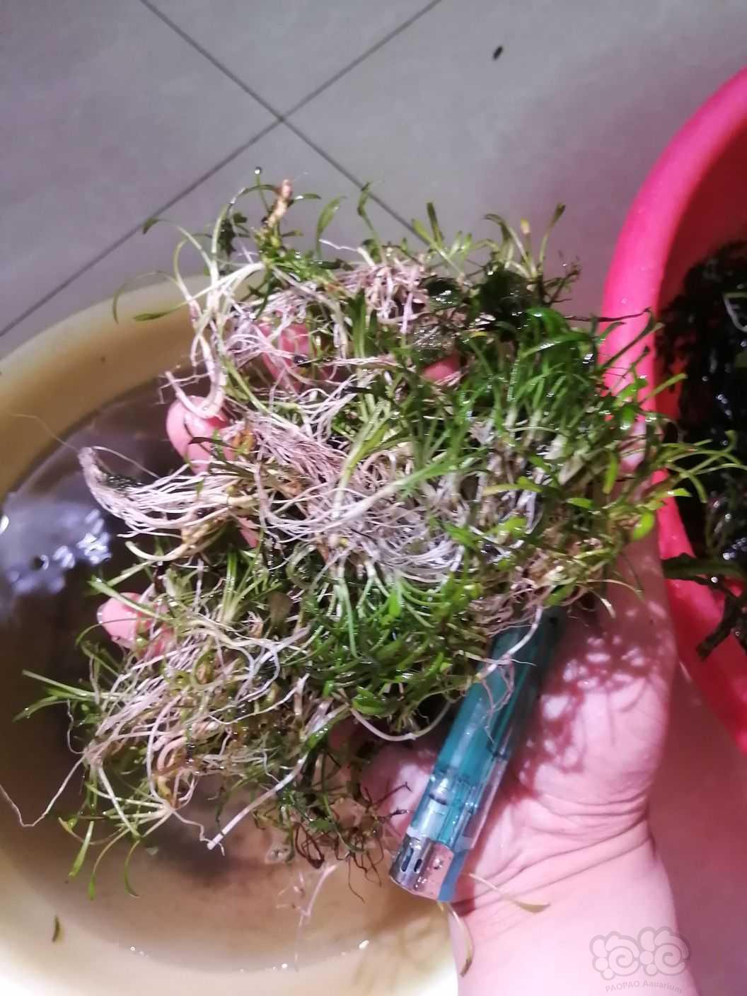 翻鱼缸，出水草有点藻，黑幕厥，水榕，迷你椒草，火烈鸟等-图3