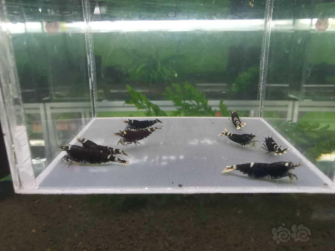 【虾】2022-06-08#RMB拍卖金属紫五公五母，四母抱蛋-图8