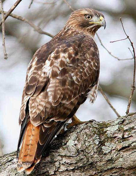 9092日常小百科:老鹰中的配音演员——红尾鵟-图3