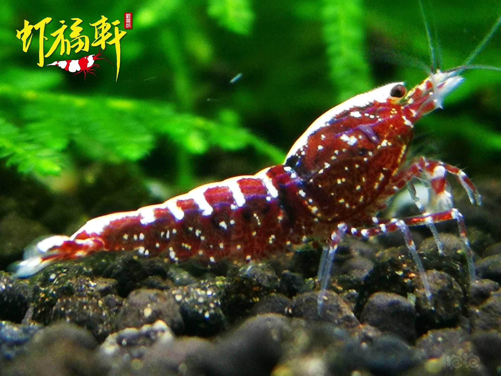 【虾】2022-06-07#RMB拍卖#红银河星钻5只-图1