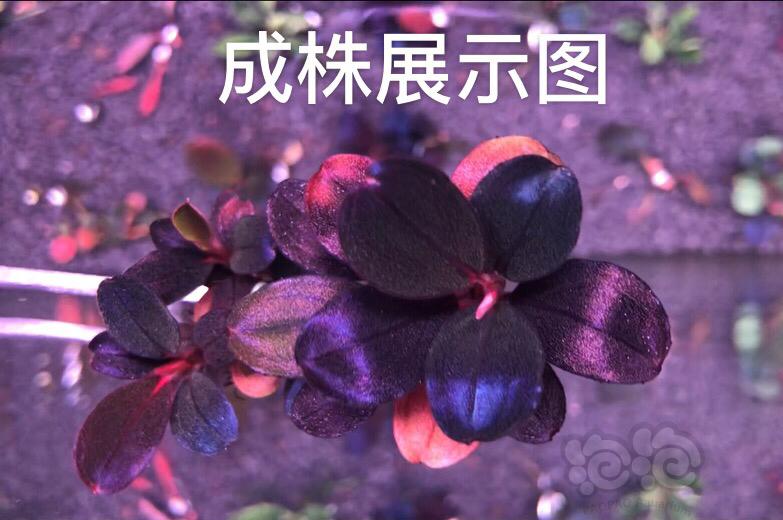 【水草】2022-6-10#RMB拍卖#精品圆海-图6