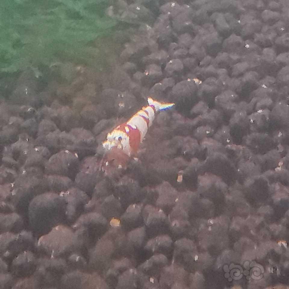 【水晶虾】红白1.5元，红花虎2元-图6