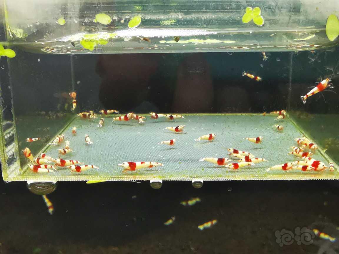 【虾】2022-06-28#RMB拍卖#红白水晶虾50只-图1