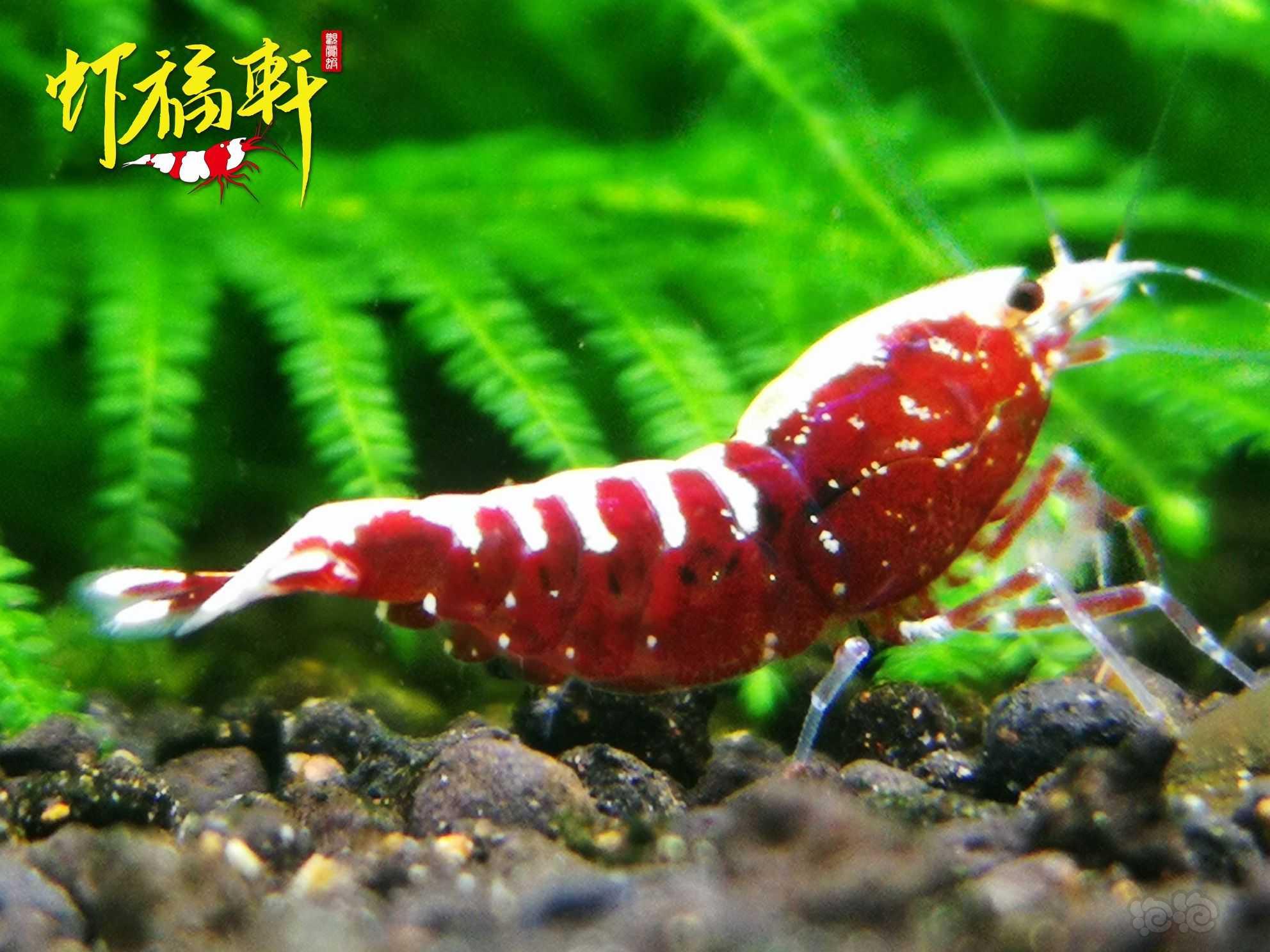 【虾】2022-06-09#RMB拍卖#红银河星钻5只-图4